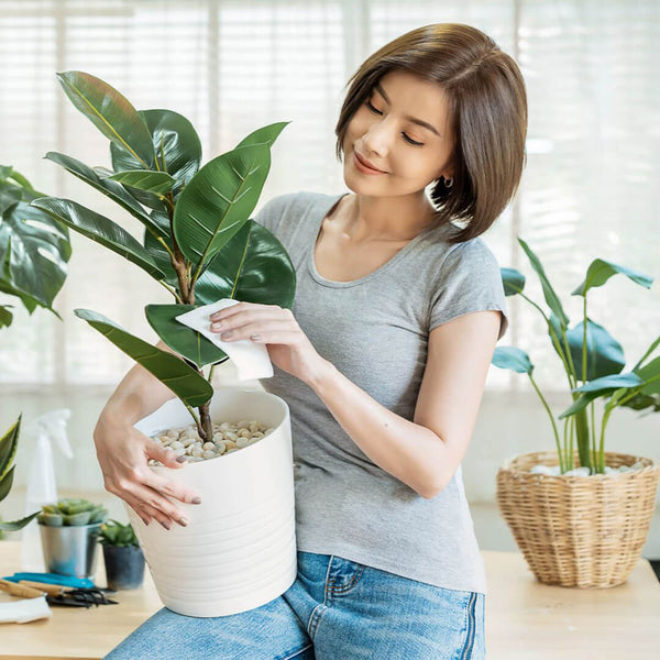 Mastering the Art of Cleaning Plants: Tips, Tricks, and Techniques