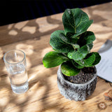 Simulation Rock Flower Pot Cement