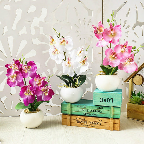 Butterfly Orchid Succulents Plants Potted