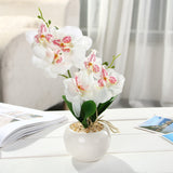 Butterfly Orchid Succulents Plants Potted