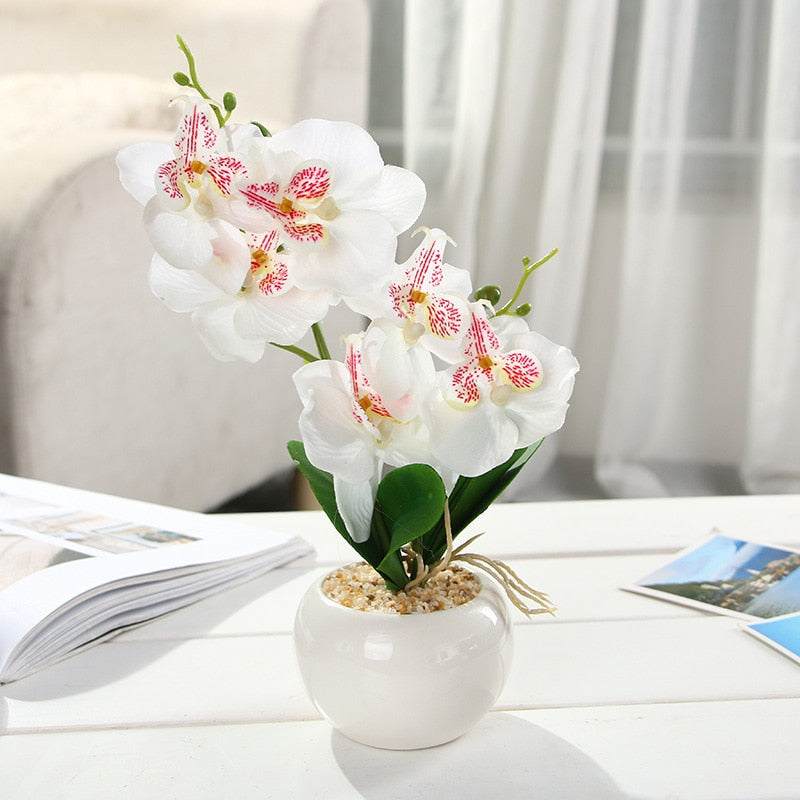 Butterfly Orchid Succulents Plants Potted