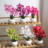 Butterfly Orchid Succulents Plants Potted