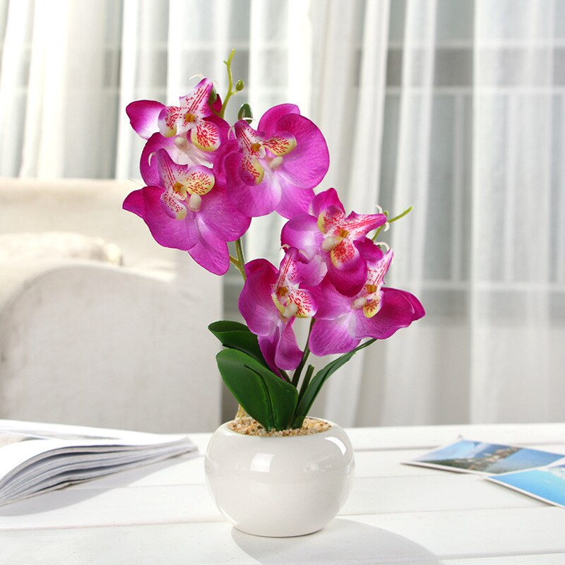 Butterfly Orchid Succulents Plants Potted